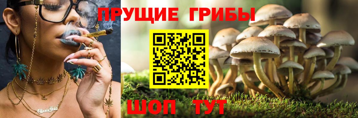 Псилоцибиновые грибы Psilocybe Кстово